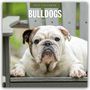 Robin Red: Bulldogs - Bulldoggen 2027 - 16-Monatskalender, KAL