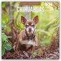 Robin Red: Chihuahuas - Chihuahua 2027 - 16-Monatskalender, KAL
