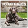 "2027 Calendar", "Chocolate Labradors". Ein Schokoladenfarbener Labrador liegt auf Holzplanken, Hintergrund mit grüner Wiese.