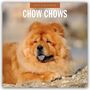 Robin Red: Chow Chows - Chow Chow 2027 - 16-Monatskalender, KAL