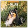 Robin Red: Collies - Collie 2027 - 16-Monatskalender, KAL
