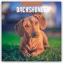 Robin Red: Dachshunds - Dackel - Dachshunde 2027 - 16-Monatskalender, KAL