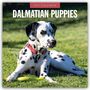 Robin Red: Dalmatian Puppies - Dalmatiner Welpen 2027 - 16-Monatskalender, KAL