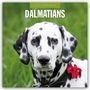 Robin Red: Dalmatians - Dalmatiner 2027 - 16-Monatskalender, KAL