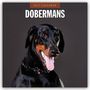 Robin Red: Dobermans - Dobermann 2027 - 16-Monatskalender, KAL