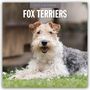 Robin Red: Fox Terriers - Foxterrier 2027 - 16-Monatskalender, KAL
