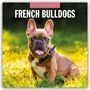 "2027 Calendar: French Bulldogs" steht über einem fröhlichen, sitzenden Französischen Bulldoggen-Welpen auf grünem Gras.