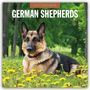 Robin Red: German Shepherds - Deutscher Schäferhund 2027 - 16-Monatskalender, KAL