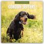 2027 CALENDAR GORDON SETTERS. Ein fröhlicher Gordon Setter-Hund sitzt auf einer blühenden Wiese.