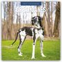 Text: "2027 Calendar Great Danes." Ein Hund liegt auf blauem Stoffhintergrund.
