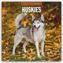 Text: "2027 CALENDAR, HUSKIES". Ein Husky steht auf einer Wiese mit gelben Blättern, Blick nach rechts, Zunge raus.