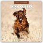 Text: "2027 Calendar Irish Setters". Ein lebhafter, brauner Irish Setter rennt durch ein Feld.