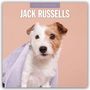 Text: "2027 Calendar JACK RUSSELLS." Ein Jack Russell Terrier mit lila Handtuch vor einem rosa Hintergrund.
