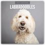Oben "2027 Calendar", darunter "Labradoodles". Abgebildet ist ein lächelnder Labradoodle vor grauem Hintergrund.