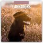 Robin Red: Labradors - Labradore - Labrador Retriever 2027 - 16-Monatskalender, KAL