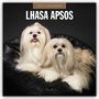 Text: "2027 Calendar, Lhasa Apsos." Zwei flauschige Lhasa Apso-Hunde auf einem schwarzen Sessel.