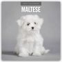 Text: "2027 Calendar Maltese". Ein flauschiger, weißer Malteserwelpe sitzt vor grauem Hintergrund.