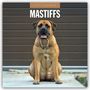 Text: "2027 CALENDAR MASTIFFS". Ein großer Mastiff sitzt vor einem braun gestrichenen Hintergrund.