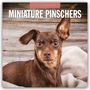 Text: "2027 Calendar" oben, "Miniature Pinschers" darunter. Ein schwarzer Miniatur-Pinscher steht auf grünem Gras.