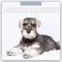 „2027 CALENDAR MINIATURE SCHNAUZER“ steht oben. Ein Zwergschnauzer steht auf herbstlichen Blättern vor goldenen Bäumen.