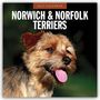 "2027 Calendar. Norwich & Norfolk Terriers." Ein fröhlicher Terrier mit herausgestreckter Zunge vor grünem Hintergrund.