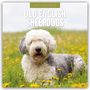 Ein "2027 Old English Sheepdogs Calendar". Ein flauschiger Hund liegt auf einer Wiese voller gelber Blumen.