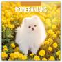 „2027 CALENDAR POMERANIANS“ steht oben. Ein flauschiger, weißer Pomeranian zwischen leuchtend gelben Blumen.