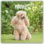 „2027 CALENDAR POODLES“ steht oben. Im Vordergrund ein lockiger, beige Pudel; Hintergrund unscharf grüne Pflanzen.