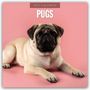 Text: "2027 Calendar - Pugs". Ein Mops liegt auf rosa Hintergrund.