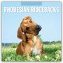 "2027 Calendar, Rhodesian Ridgebacks." Ein Hund mit geneigtem Kopf liegt auf einer grünen Wiese unter blauem Himmel.