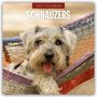 Text: "2027 CALENDAR SCHNAUZERS". Ein Schnauzer mit herausgestreckter Zunge liegt entspannt in einer bunten Hängematte.