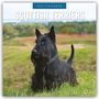 "2027 CALENDAR, SCOTTISH TERRIERS"; zwei Scottish Terriers, einer weiß, einer schwarz, sitzen nebeneinander im Freien.