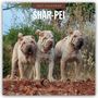 Text: "2027 Calendar - SHAR-PEI". Drei Shar-Pei-Hunde stehen auf erdigem Boden vor grünem Hintergrund.