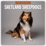 "2027 Calendar" und "Shetland Sheepdogs"; ein sitzender, lächelnder Shetland Sheepdog auf grauem Hintergrund.