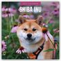 Text: "2027 Calendar", "Shiba Inu". Ein Shiba Inu Hund zwischen rosa Blumen in einem Garten.