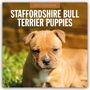 „2027 Calendar: Staffordshire Bull Terrier Puppies“; ein Welpe mit braunem Fell sitzt im Gras.