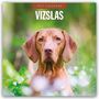 „2027 Calendar Vizslas“ auf grauem Hintergrund. Ein Vizsla-Hund liegt auf einem grauen, gepolsterten Sofa.