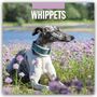 Robin Red: Whippets - Whippet 2027 - 16-Monatskalender, KAL
