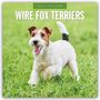 Robin Red: Wire Fox Terriers - Drahthaar Foxterrier 2027 - 16-Monatskalender, KAL