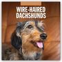 Robin Red: Wire-Haired Dachshunds - Rauhaardackel 2027 - 16-Monatskalender, KAL