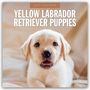 "2027 CALENDAR - YELLOW LABRADOR RETRIEVER PUPPIES," zärtlicher Welpe auf beigem Hintergrund.