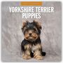 Text: „2027 Calendar Yorkshire Terrier Puppies“. Ein niedlicher Yorkshire Terrier Welpe auf grauem Hintergrund.