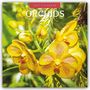 2027 Calendar. Orchids. Rosa Orchideenblüten vor einem verschwommenen gelben Hintergrund.