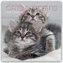 Gifted Stationery Co. Ltd: Cats and Kittens - Katzen und Kätzchen 2025 - 16-Monatskalender, KAL