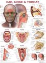 : Ear, Nose, and Throat Anatomical Chart, Div.