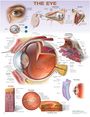 : The Eye Anatomical Chart, Div.