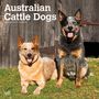 : Australian Cattle Dogs 2024 Square, KAL
