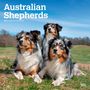 : Australian Shepherds 2024 Square, KAL