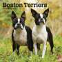 : Boston Terriers 2024 Square, KAL
