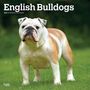 : English Bulldogs 2024 Square, KAL
